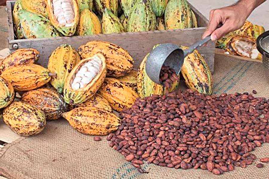 Authentic Chocolate tour with a demonstration of the different processes of the cocoa beans to become a chocolate bar on our tour.
