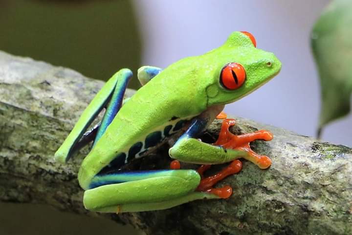 Rainforest & Sloth Tour Red Eye Frog by Conchal Adventures Costa Rica