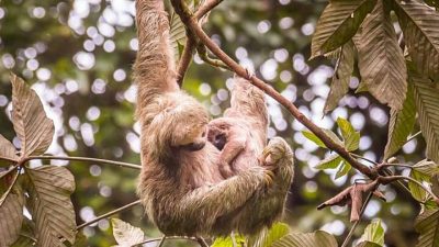 Baby sloth