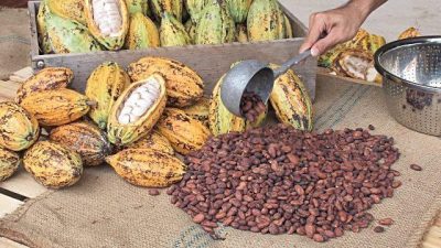 Authentic Chocolate tour with a demonstration of the different processes of the cocoa beans to become a chocolate bar on our tour.