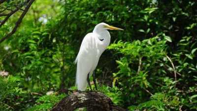 Conchal Adventures Costa Rica Great Egret