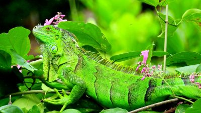 Conchal Adventures Costa Rica Lizard