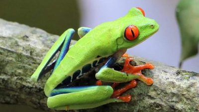 Rainforest & Sloth Tour Red Eye Frog by Conchal Adventures Costa Rica