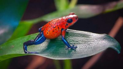 Blue jeans dart frog, on its natural environment.