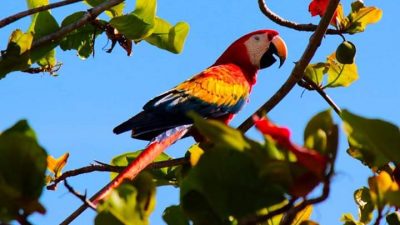 Conchal Adventures Costa Rica Scarlet Macaw