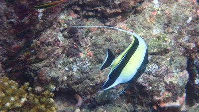 Sunset Cruise Snorkel Tour by Conchal Adventures Costa Rica