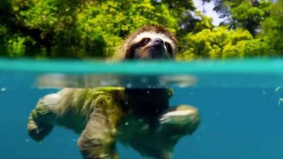 Sloth swimming on the raimforest by Conchal Adventures CR