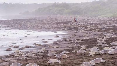 Conchal Adventures Costa Rica Turtles Nesting