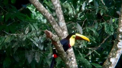 Wildlife safari toucans