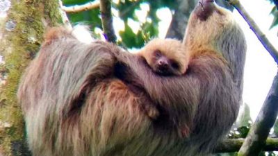 Wildlife tour sloth mom