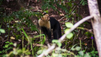 Wildlife safari tour Monkey by Conchal Adventures Costa Rica