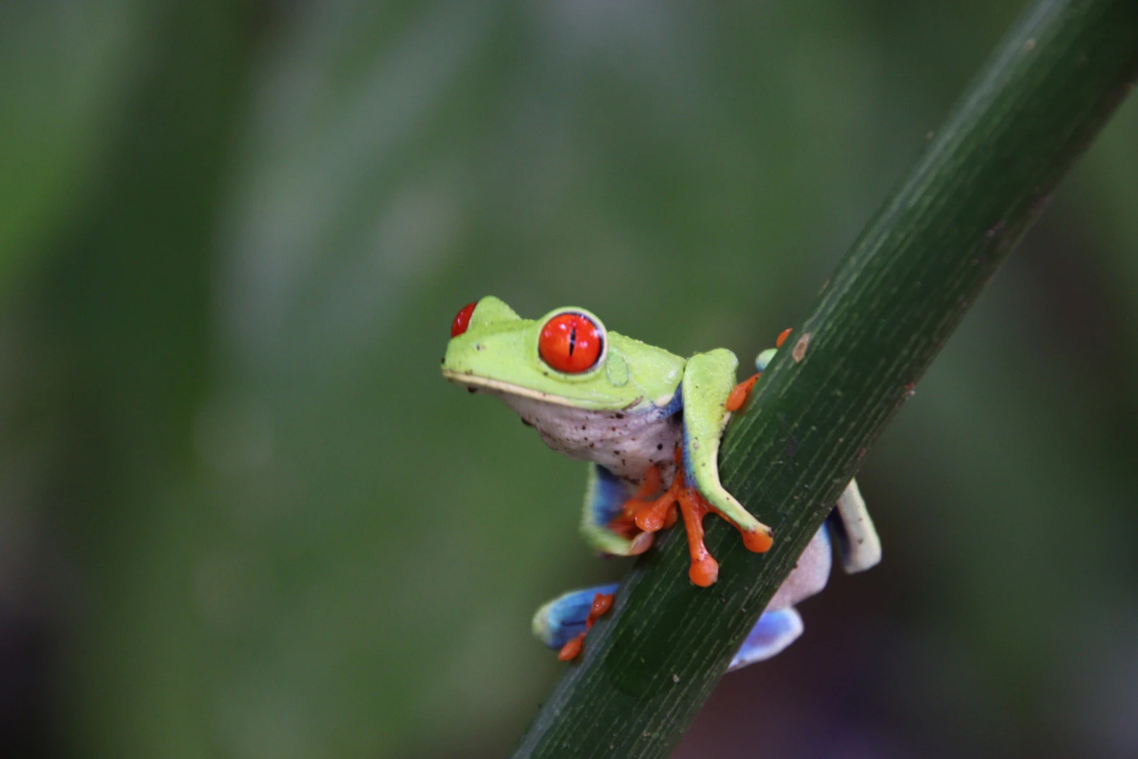 Image of a vibrant red-eyed frog perched on a branch within a lush forest setting, showcasing its striking colors against the green foliage.
