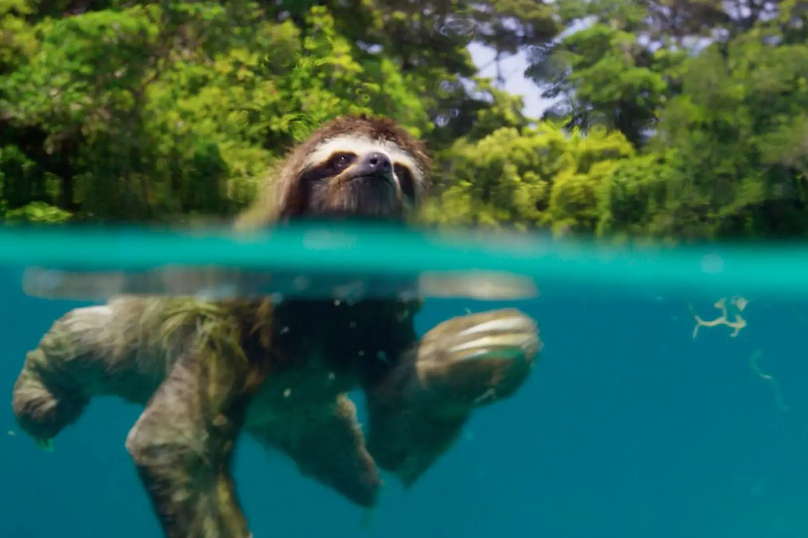 Embark on a mesmerizing rainforest and sloth tour, where you can witness these charming creatures in their natural habitat, including the rare sight of a sloth gracefully swimming through the gentle waters of the rainforest river.